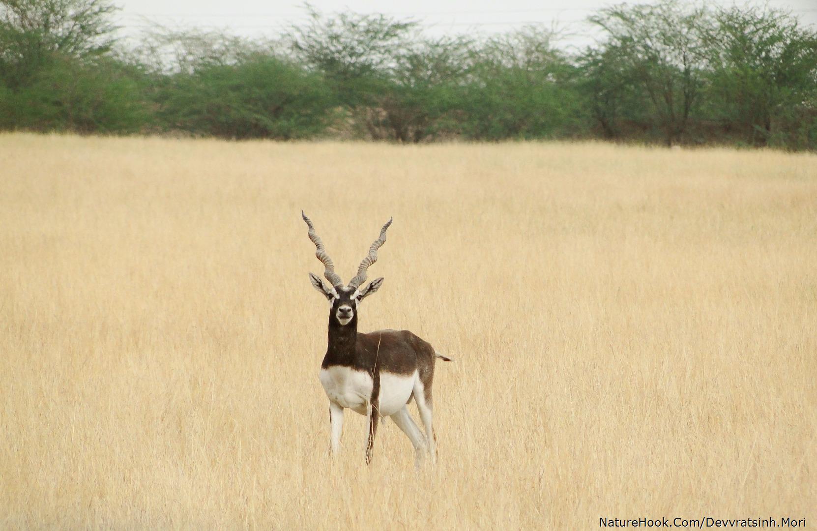 Black Buck