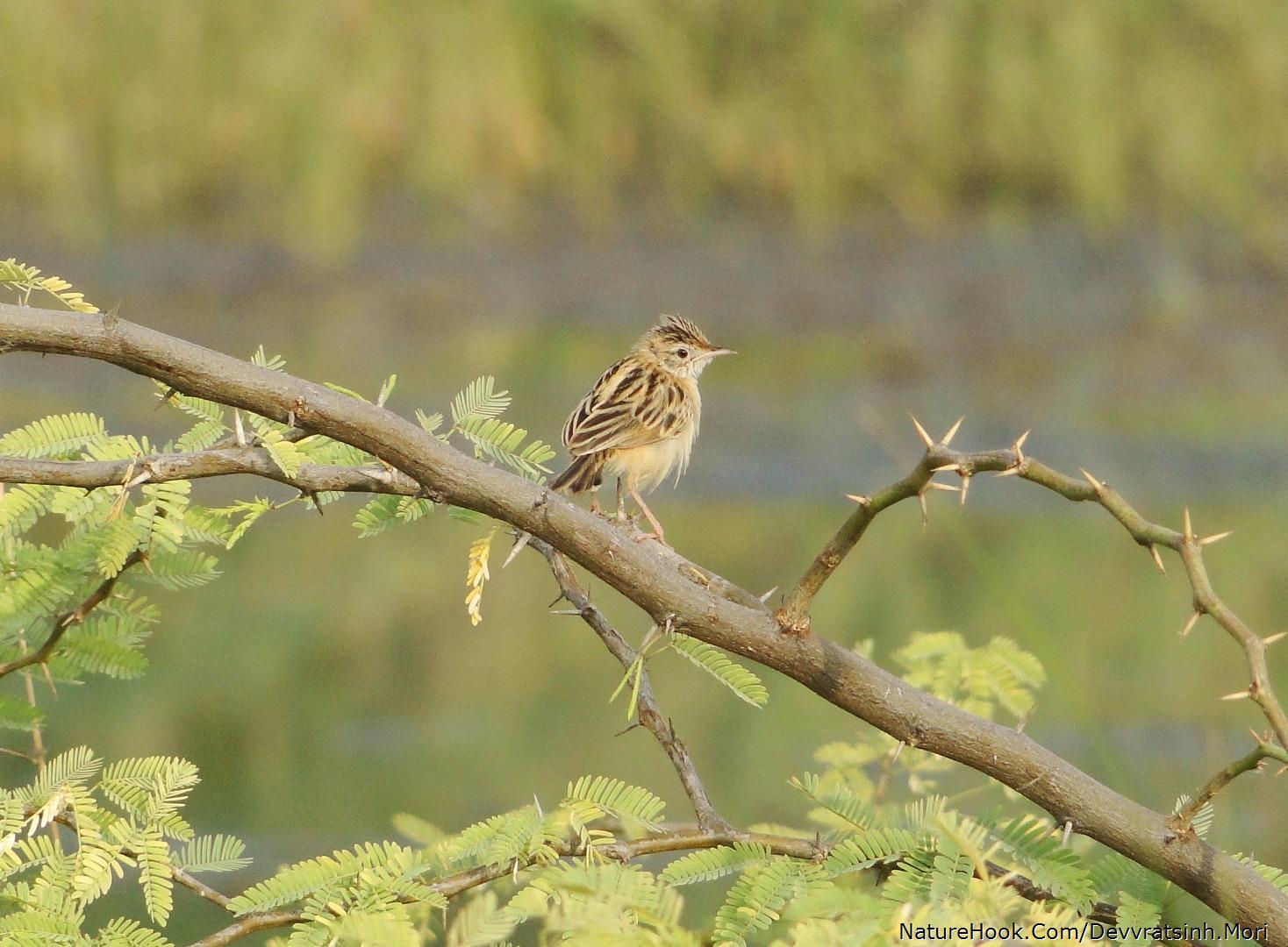 Zitting Cristicola