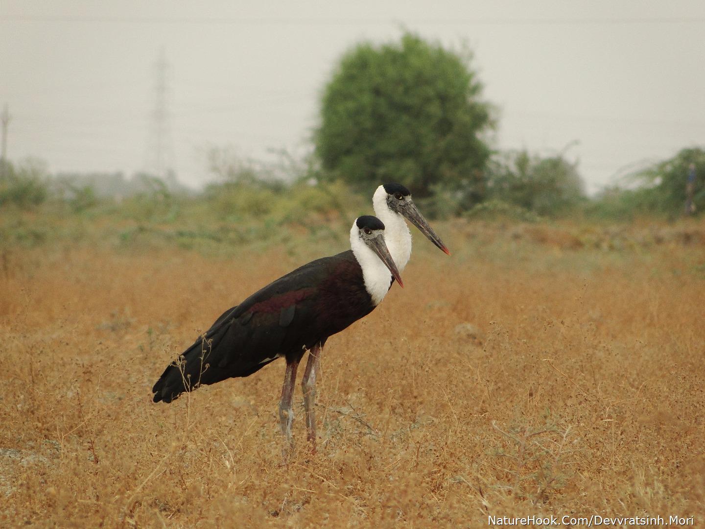 Wolly Necked Stork