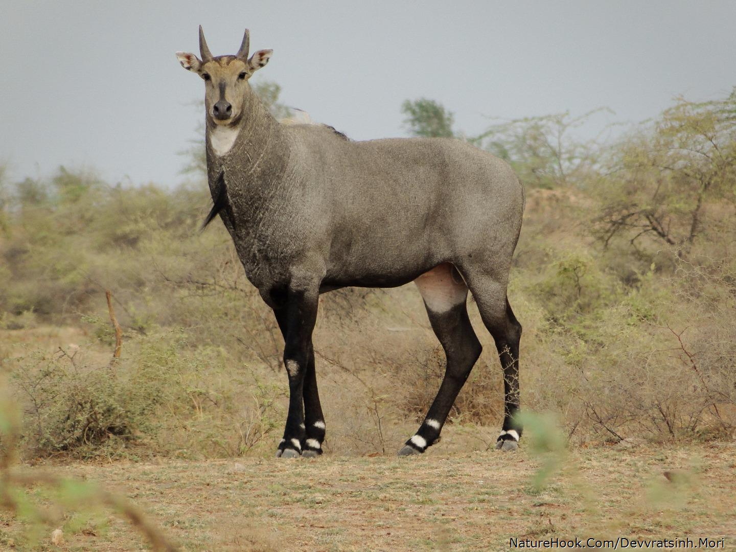 Blue Bull (Male)