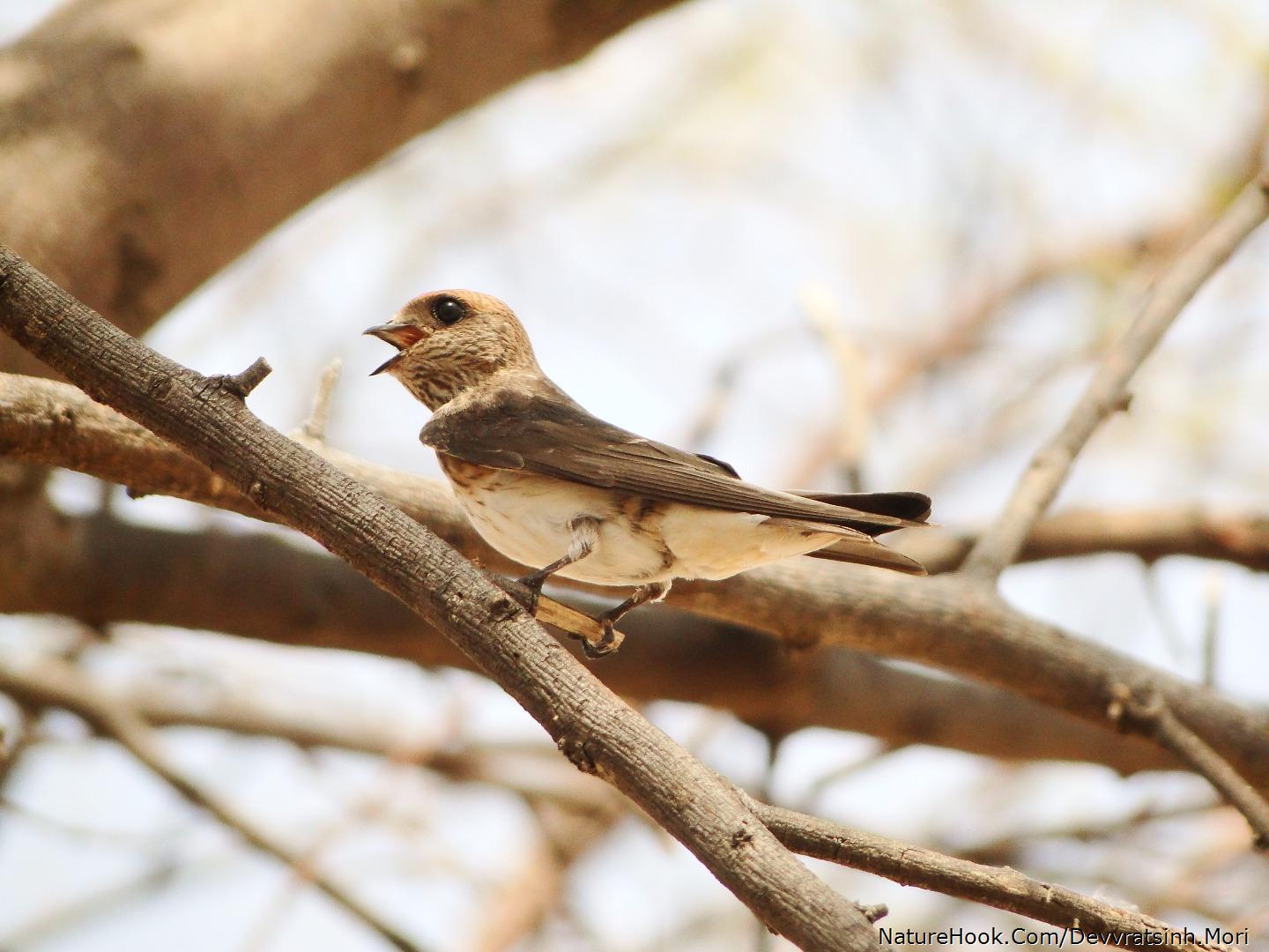 Streaked-throated swallow