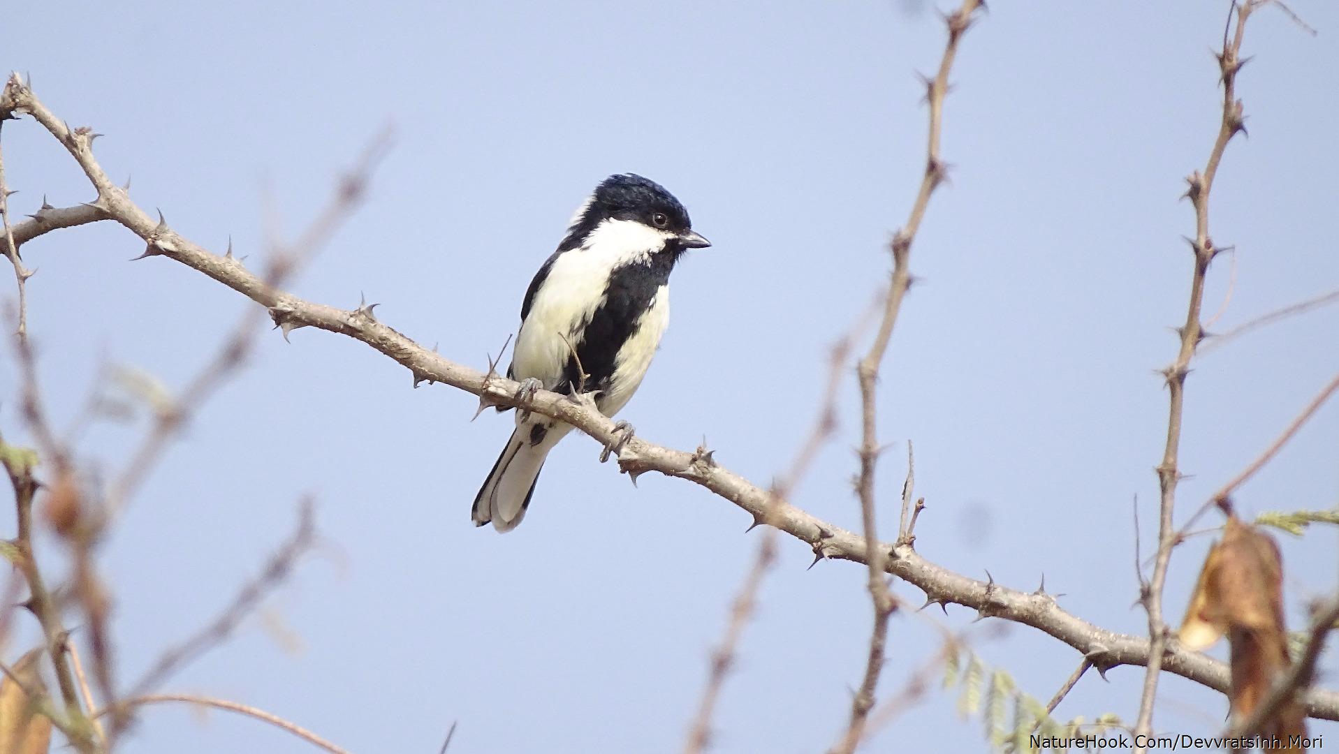 White naped tit