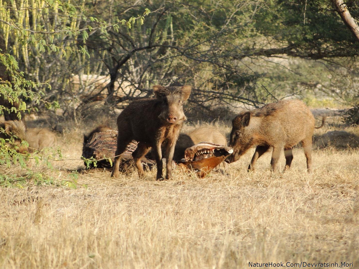 Indian Wild Boar