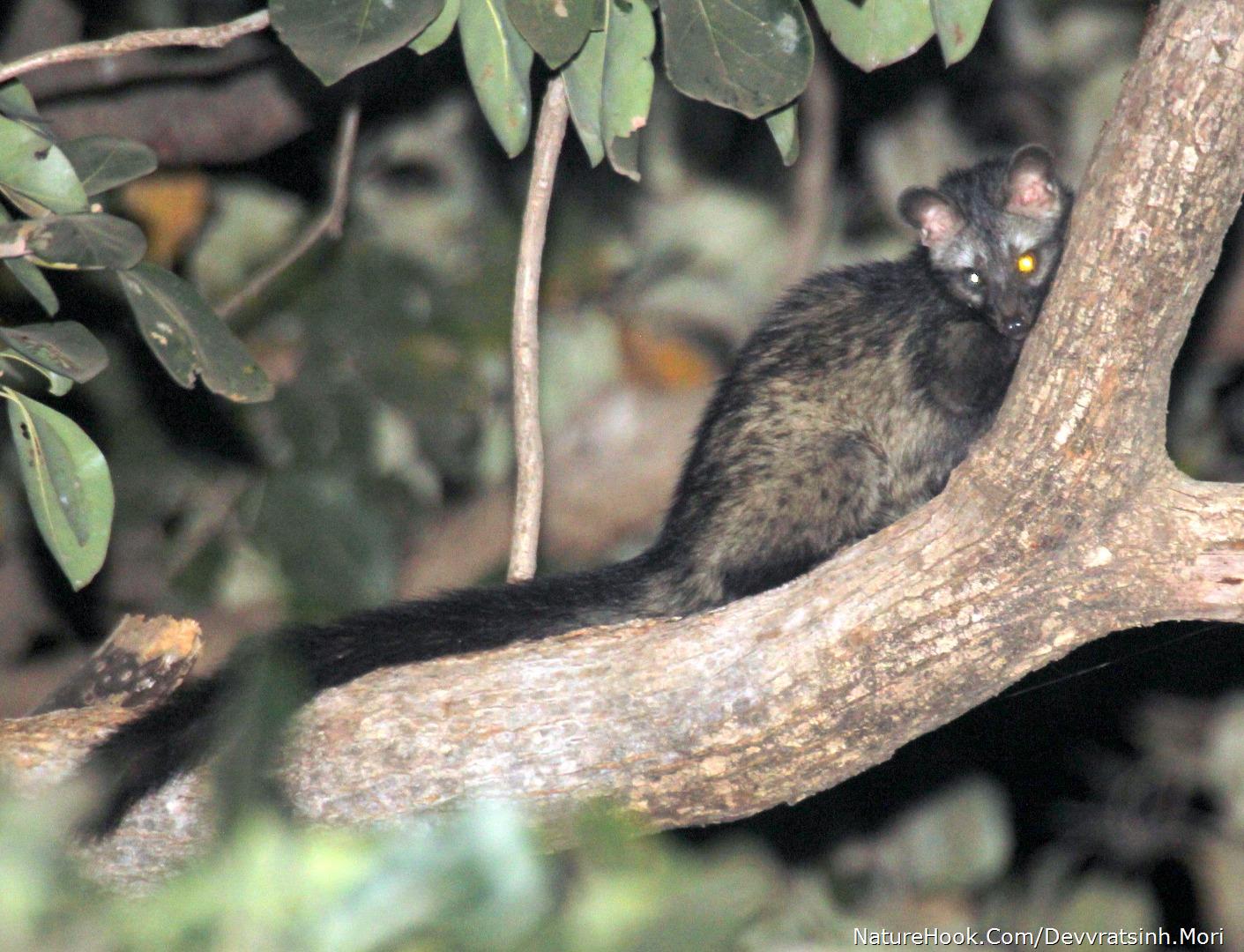 Asian palm civet Or Roddy cive