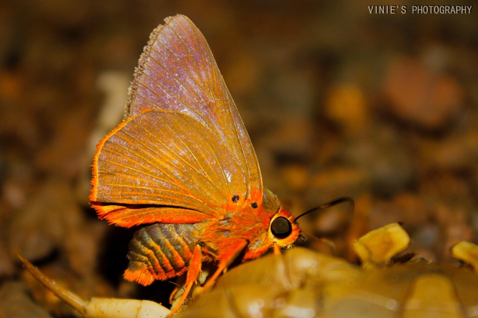 Sahyadri orange awlet