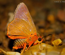 Sahyadri orange awlet
