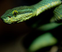 Bamboo pit viper/green pit vip