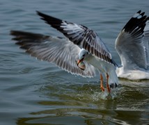 Grey Headed Sea Gull