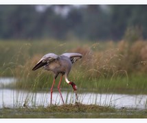 sarus crane 