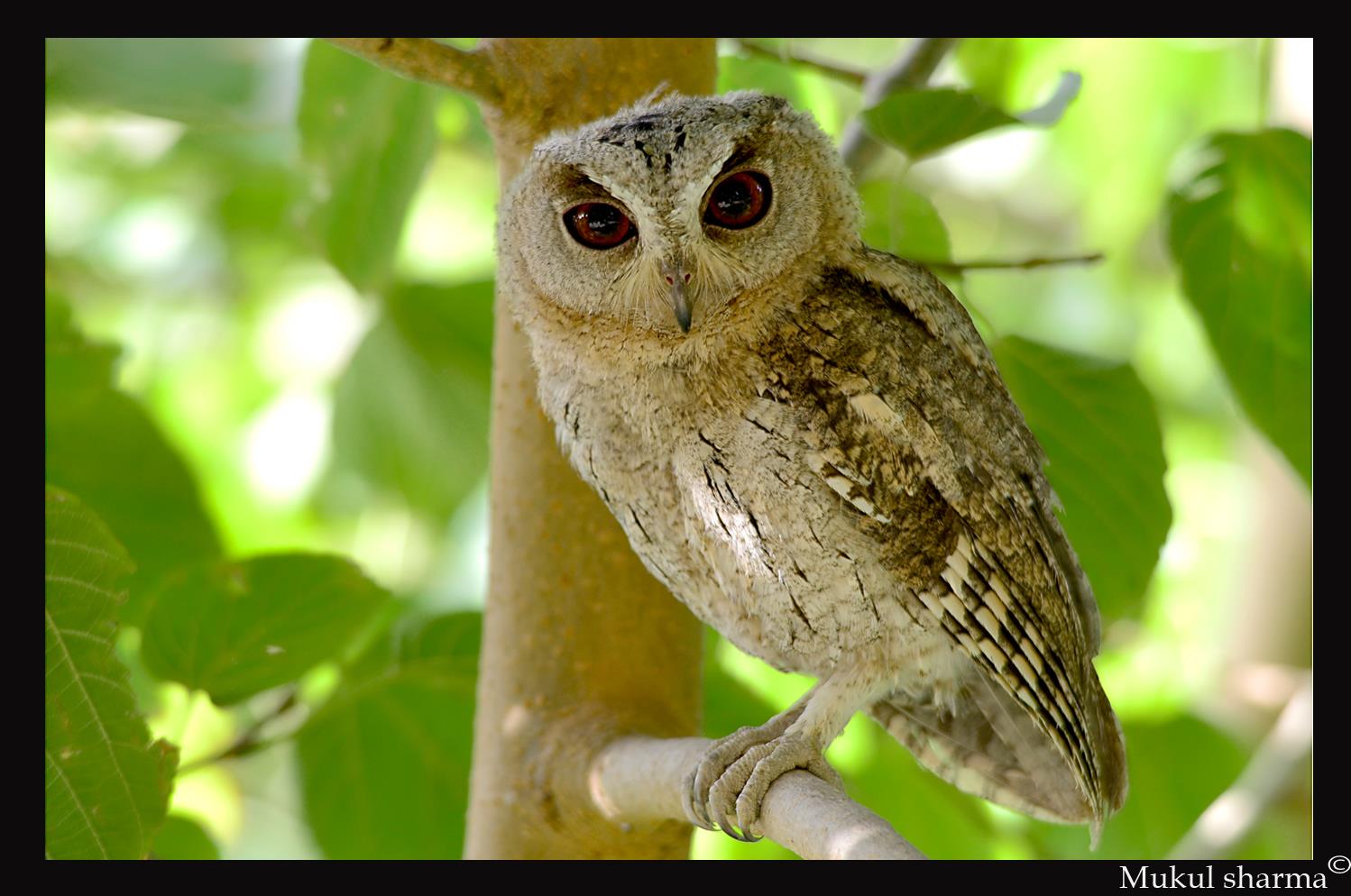 Collared scops owl