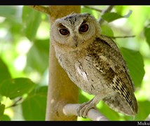 Collared scops owl