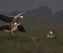 bar headed goose