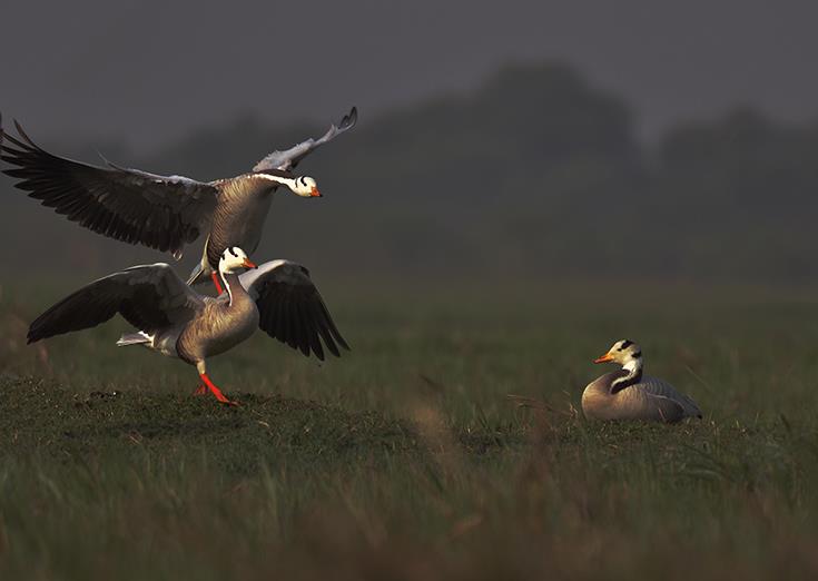 bar headed goose