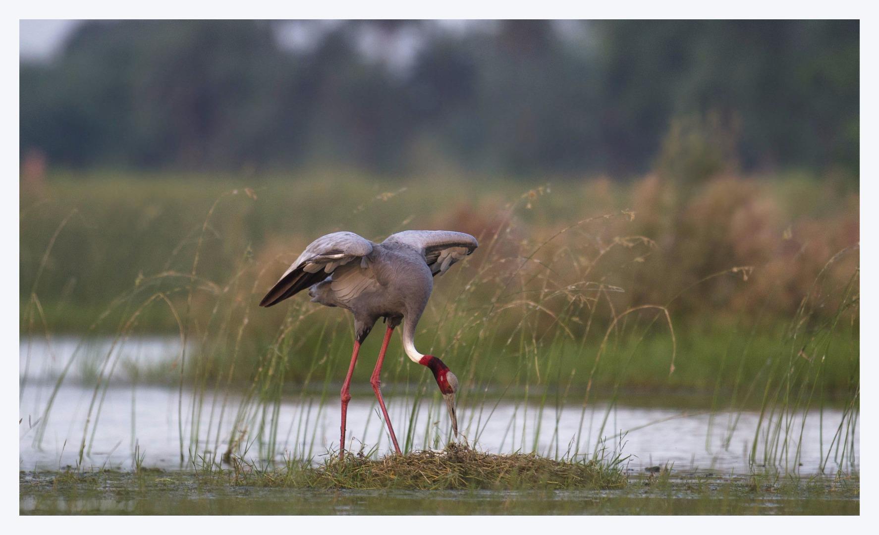 sarus crane 