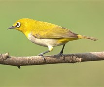 Oriental White-eye