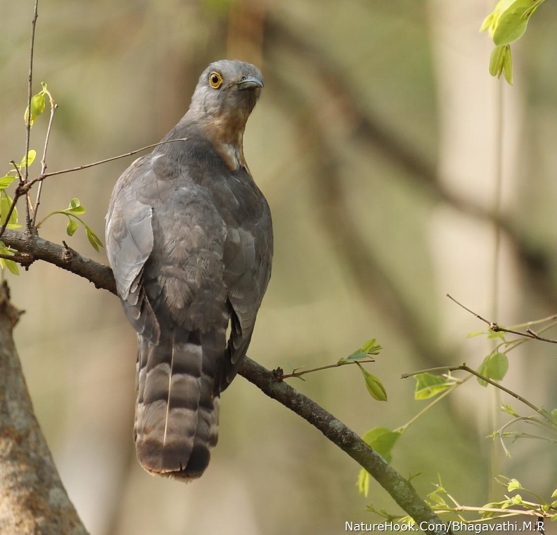 common hawk-cuckoo