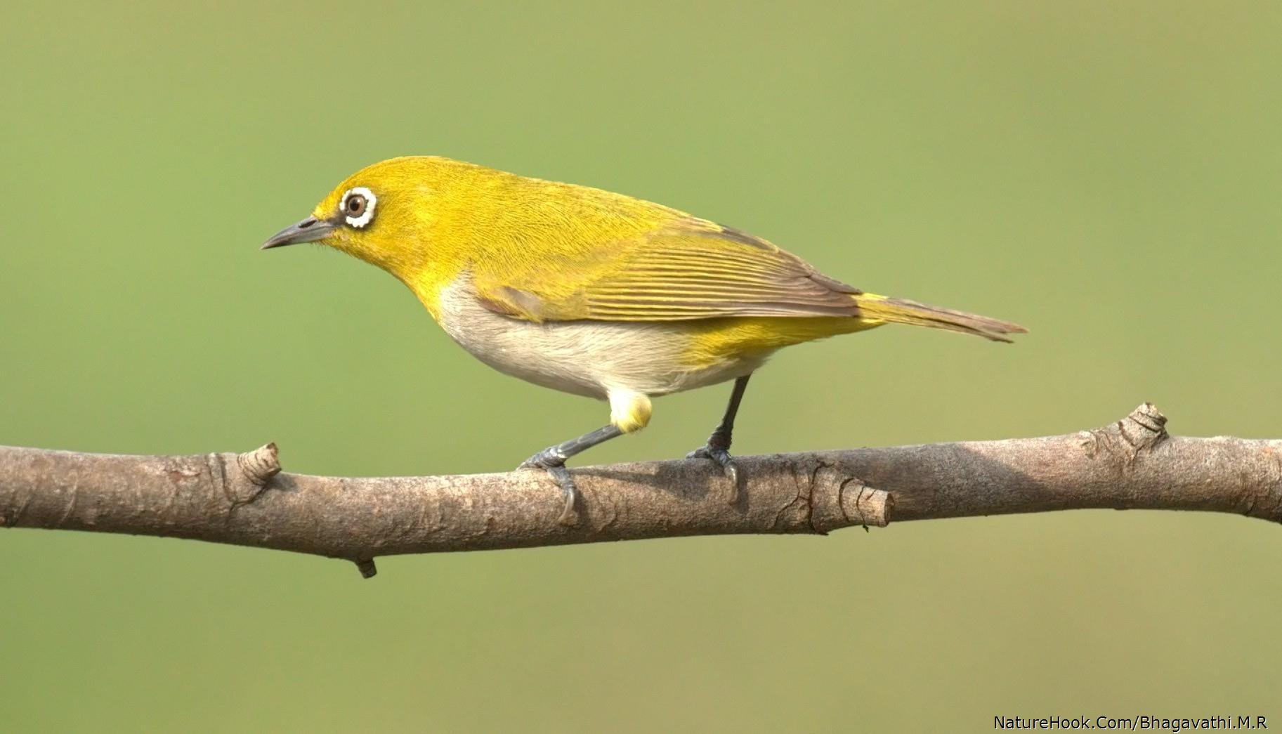 Oriental White-eye