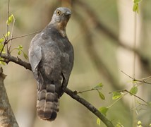 common hawk-cuckoo