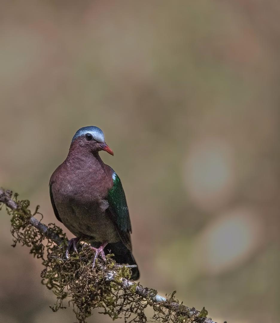 Emerald Dove