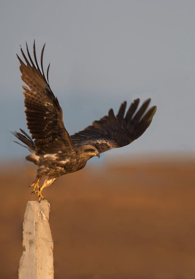 Eagle Kite 