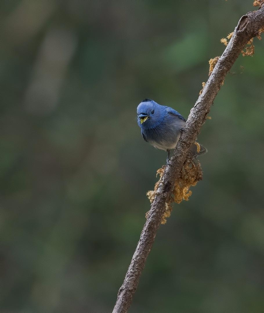 Black Napped Monarch