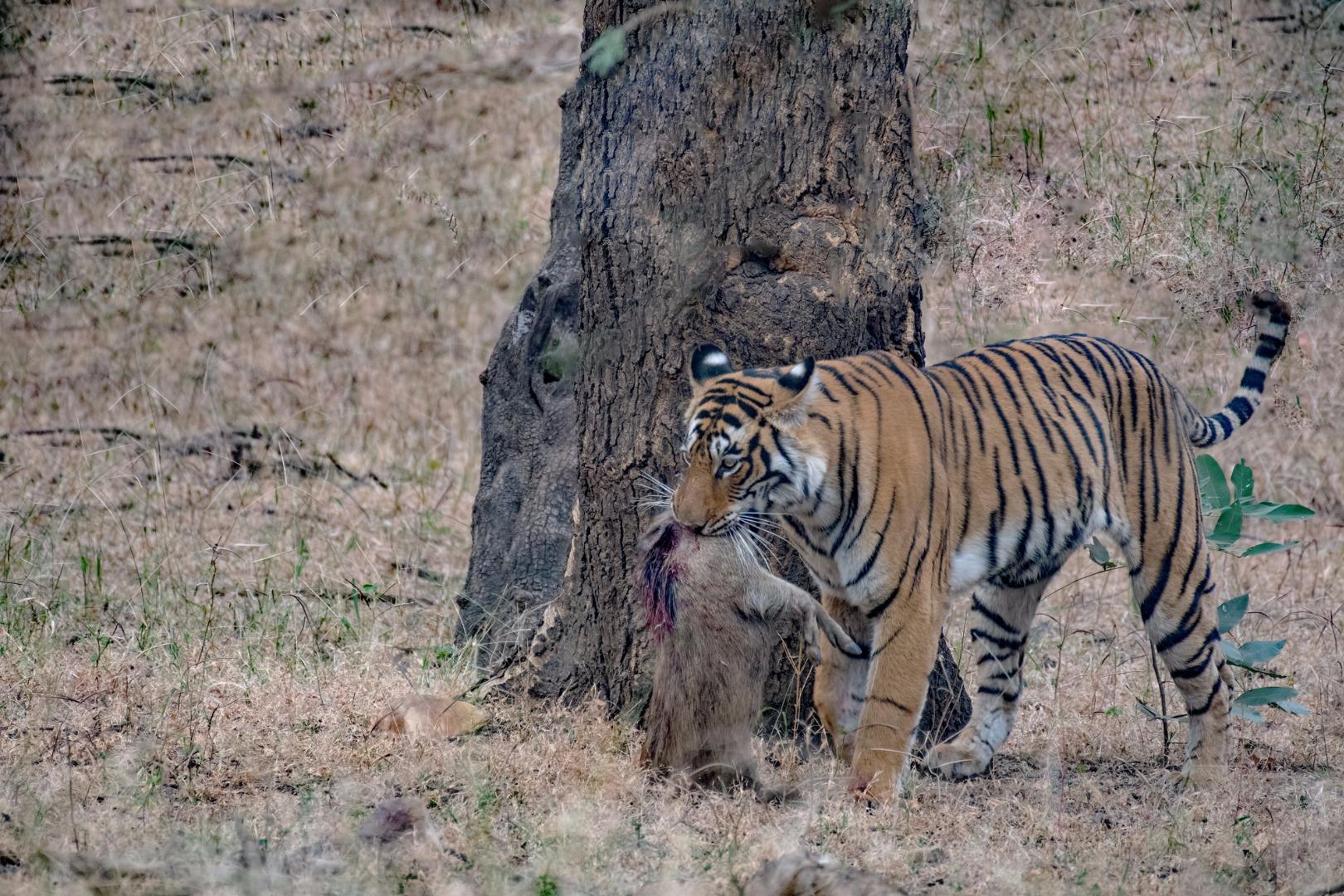 Tiger with Kill
