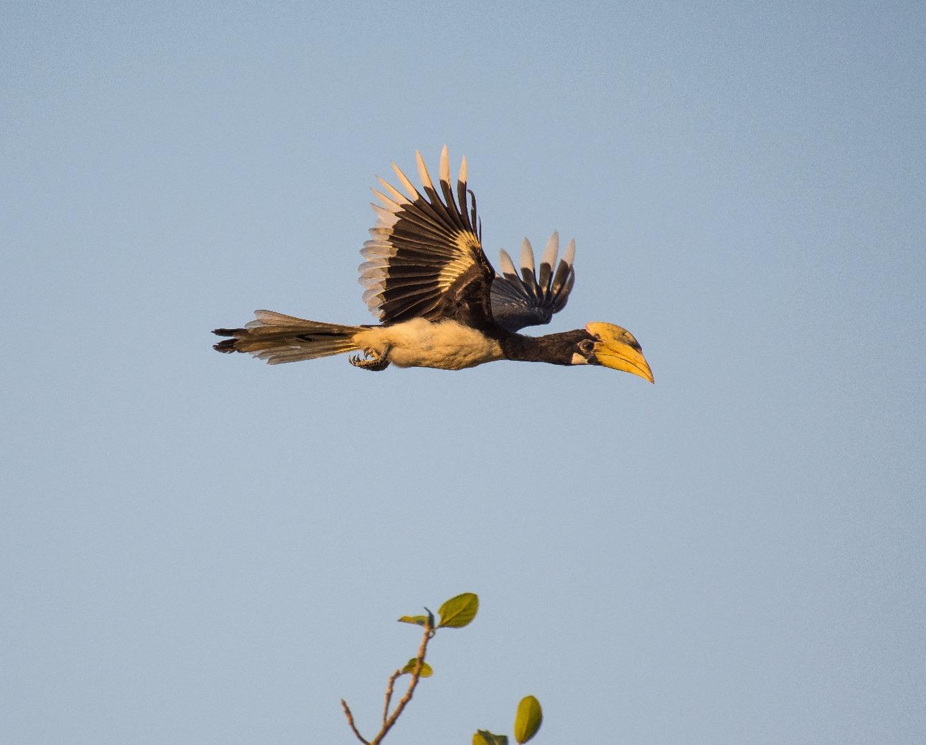 Malabar Pied Hornbill in fligh