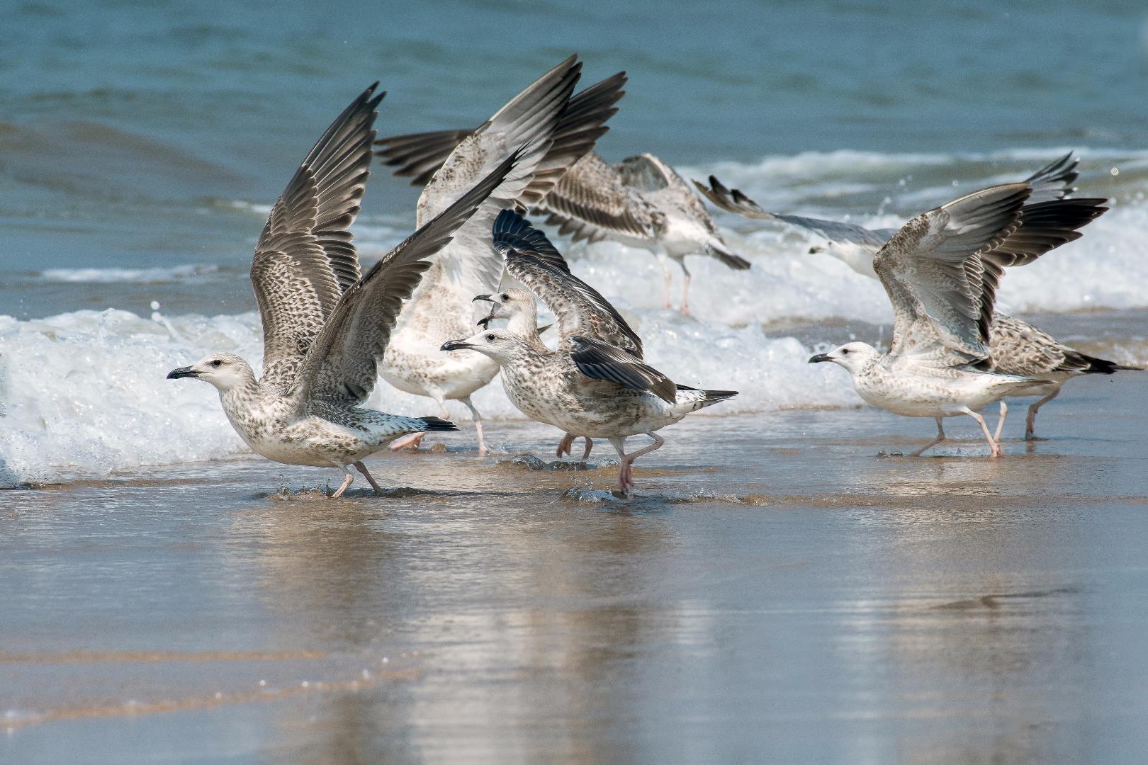 Seagulls in action