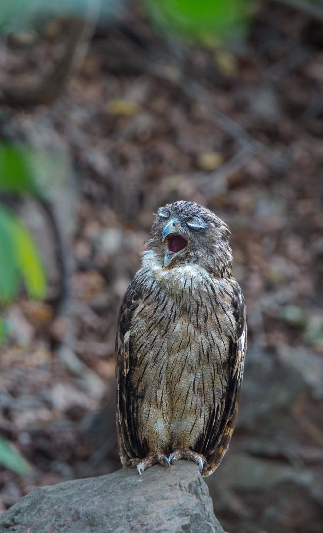 Brown Fish Owl