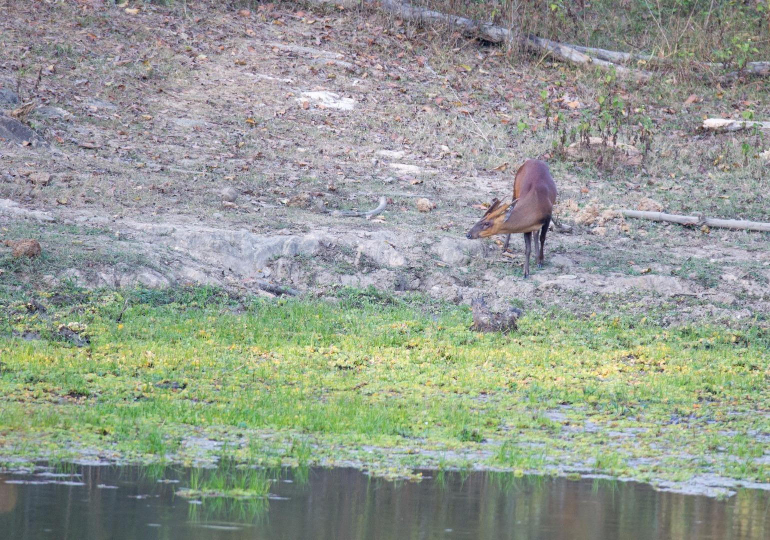 Barking Deer