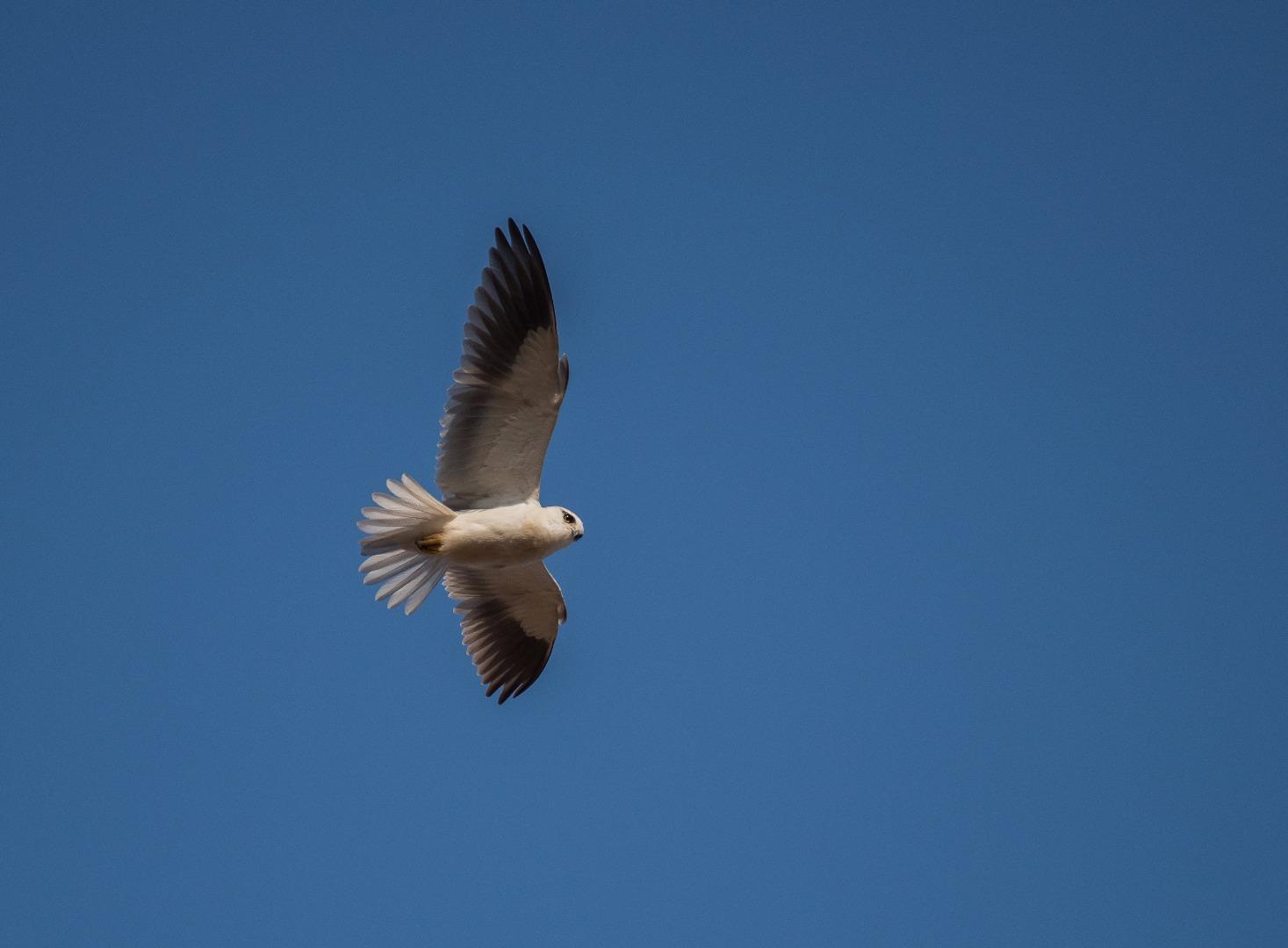 Black Shouldered Kite