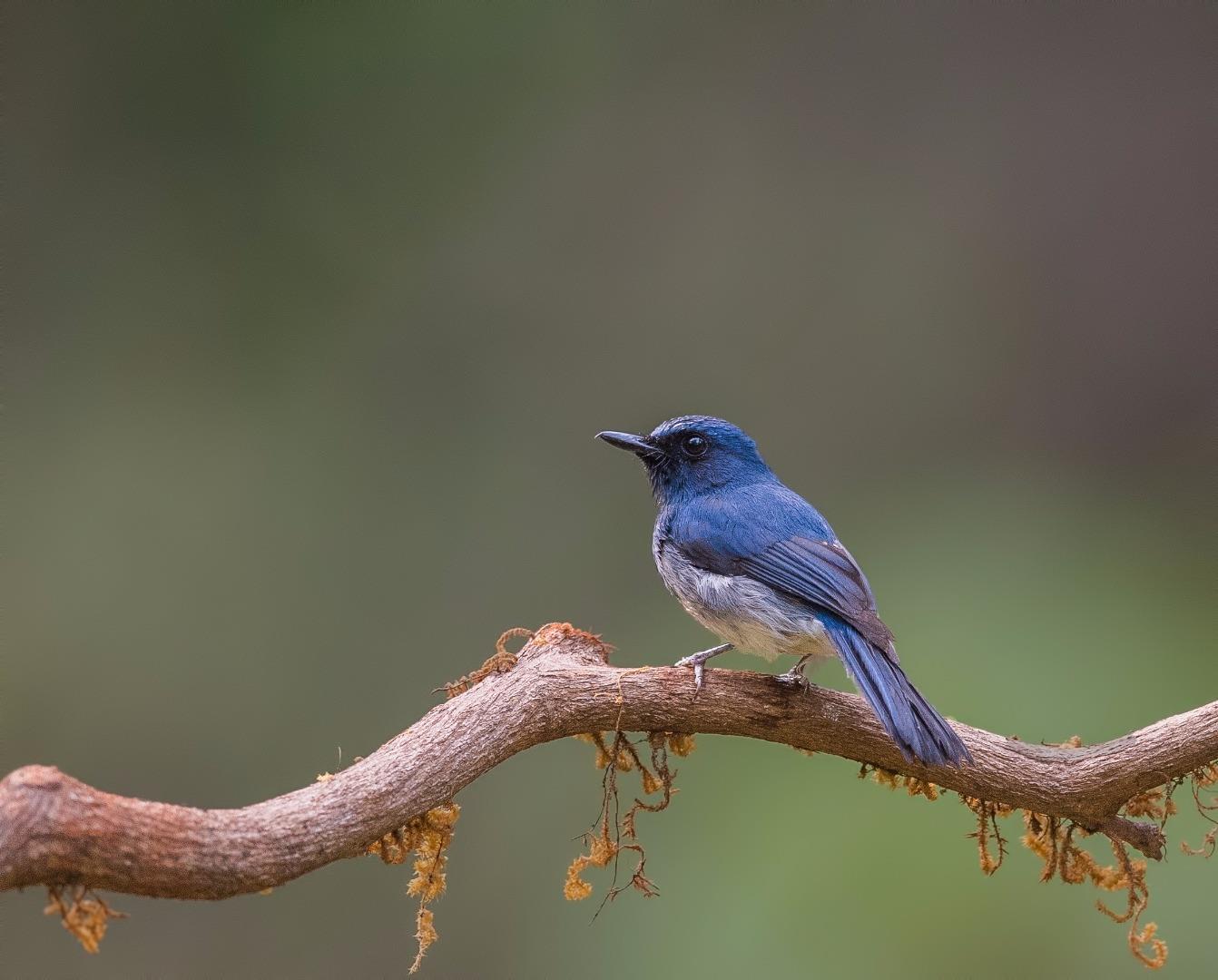 White Bellied Blue Flycatcher