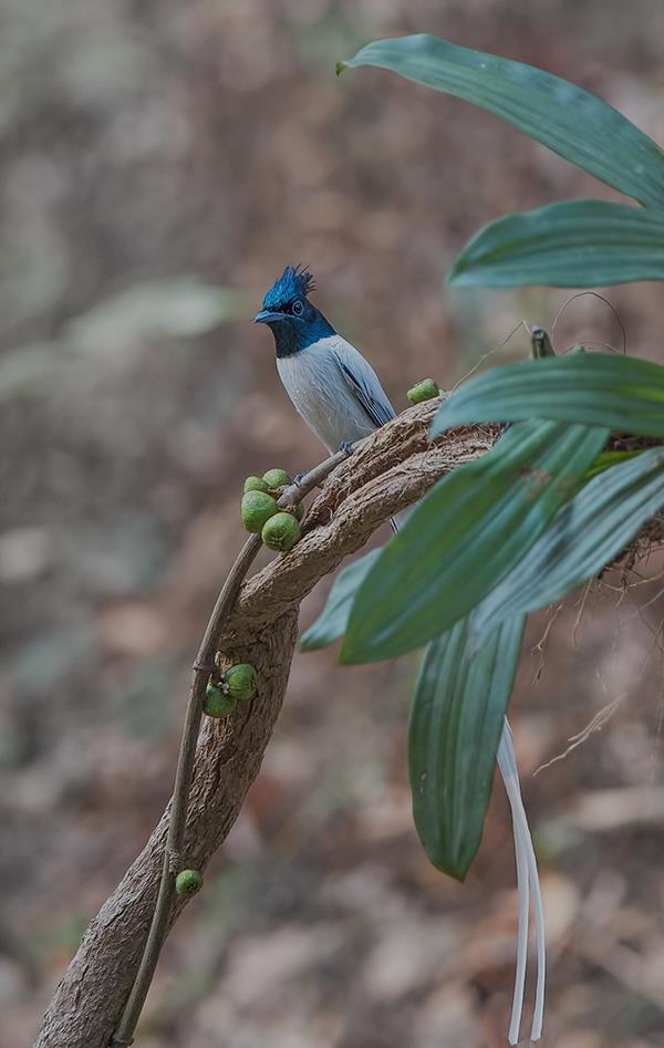 Asian Paradise Flycatcher male