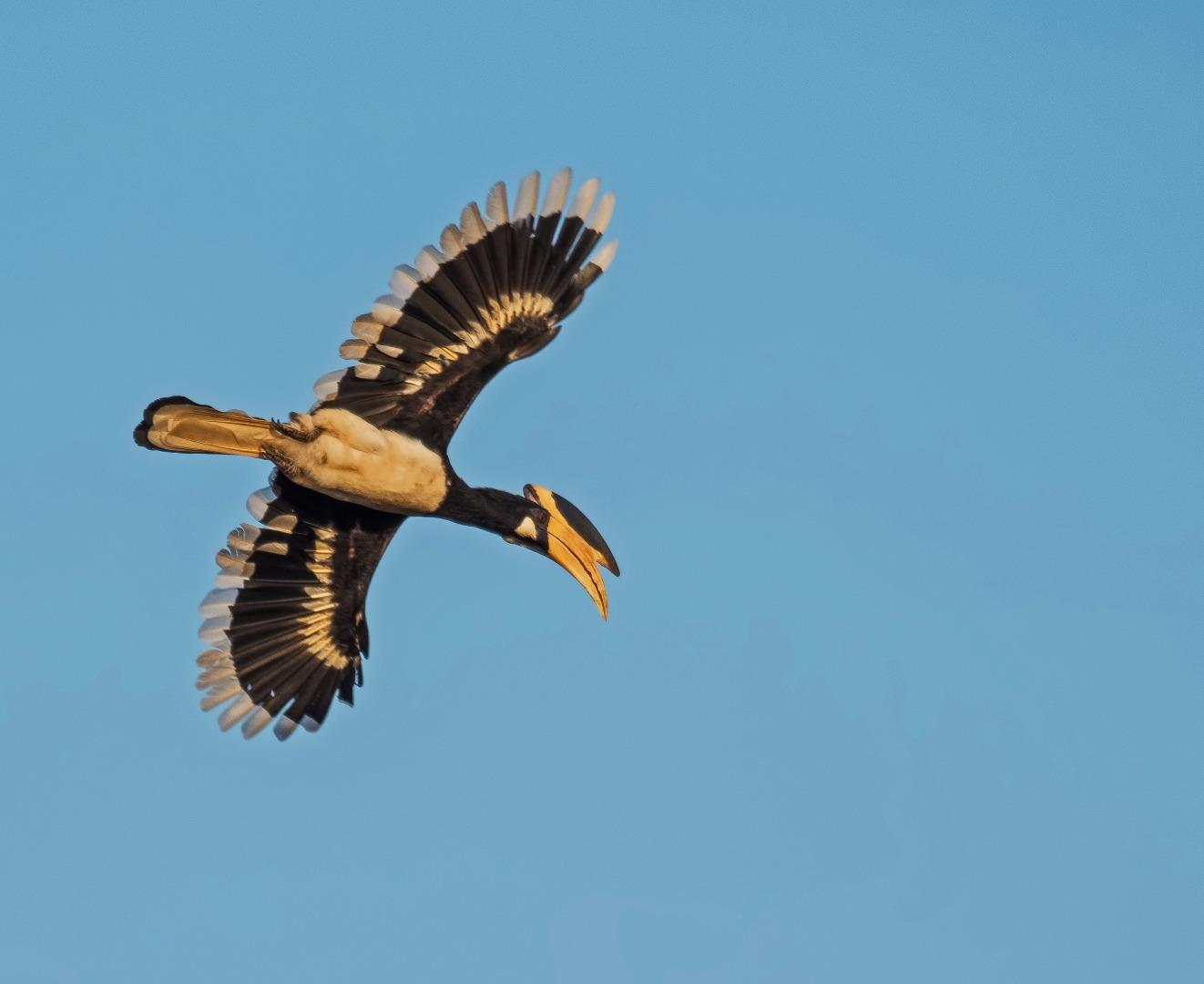 MPHB in flight