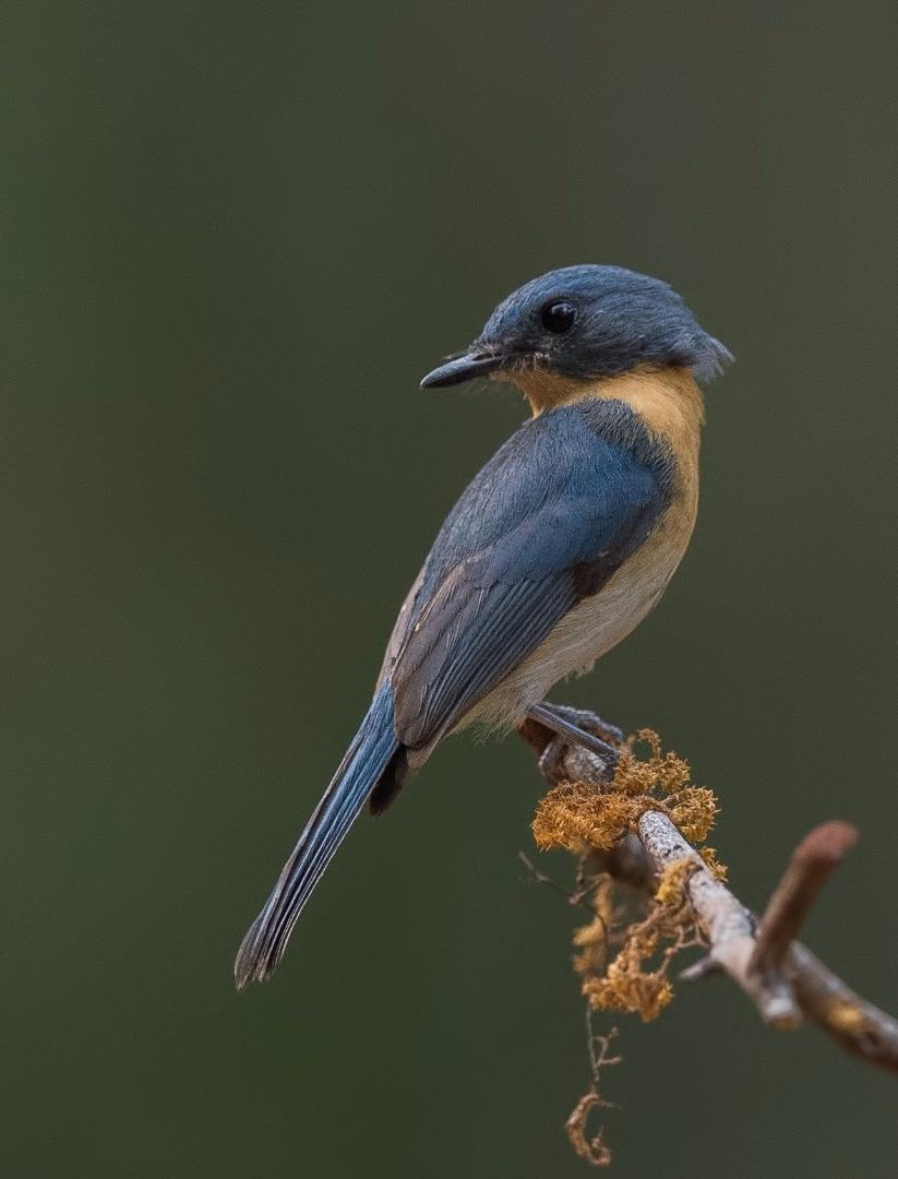 Tickell's Blue Flycatcher