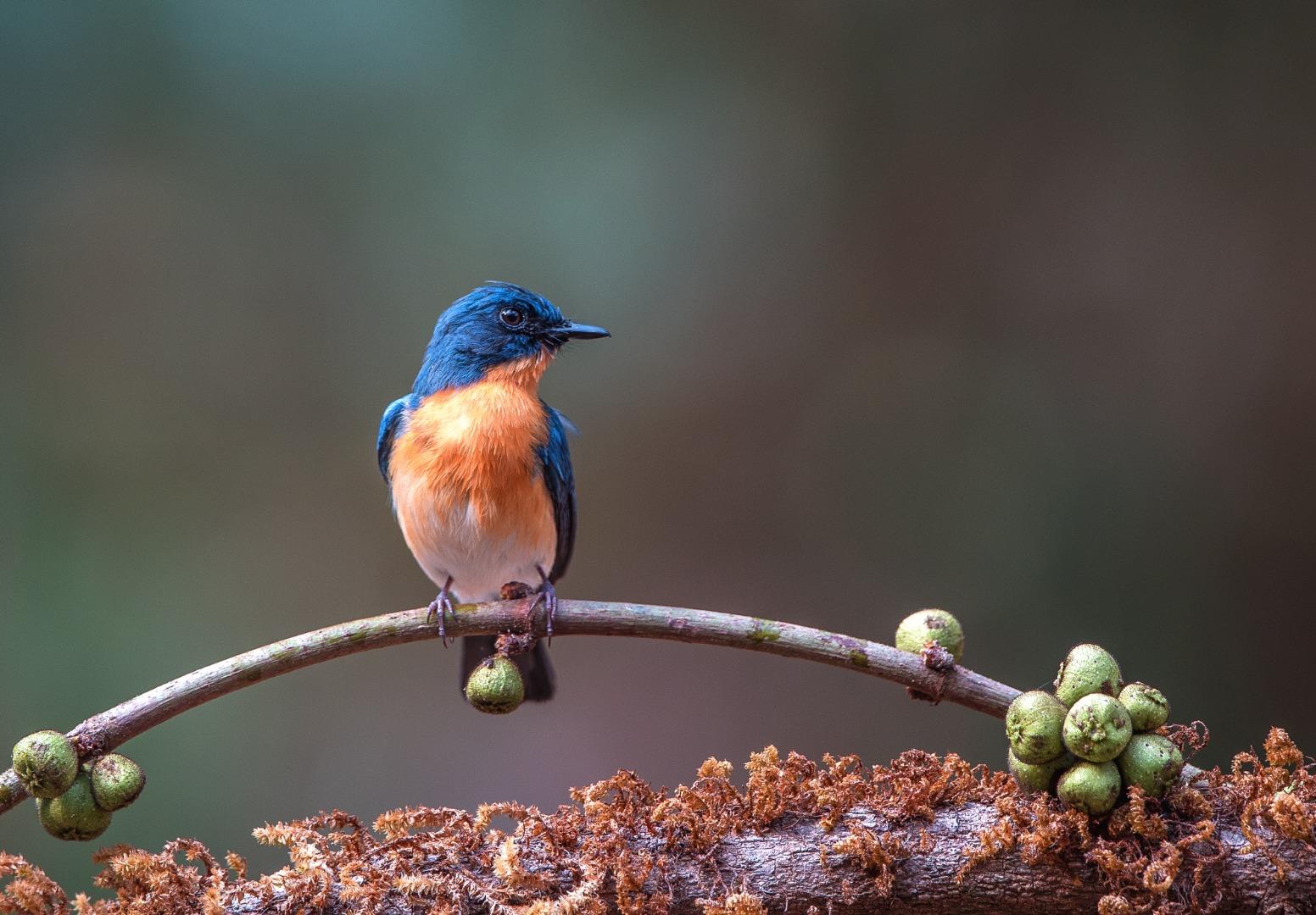 Tickell's Blue Flycatcher