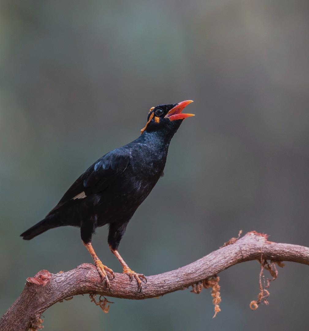 Hill Mynah