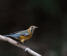 Orange Rock Thrush