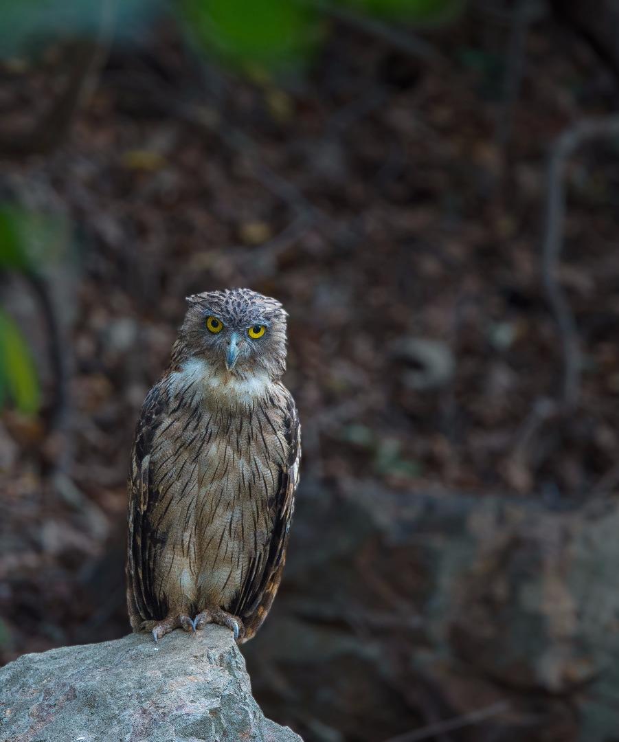 Brown Fish Owl