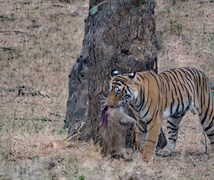 Tiger with Kill