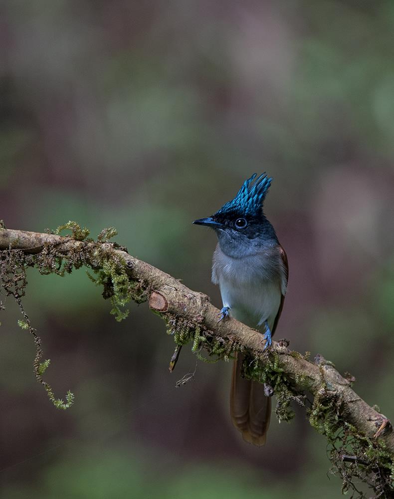 Asian Paradise Flycatcher Fema