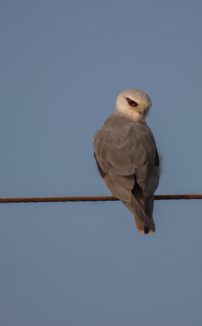 Black Shouldered Kite