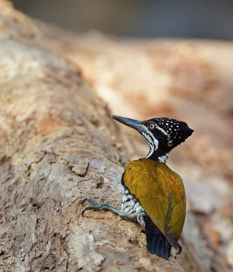 White Napped woodpecker