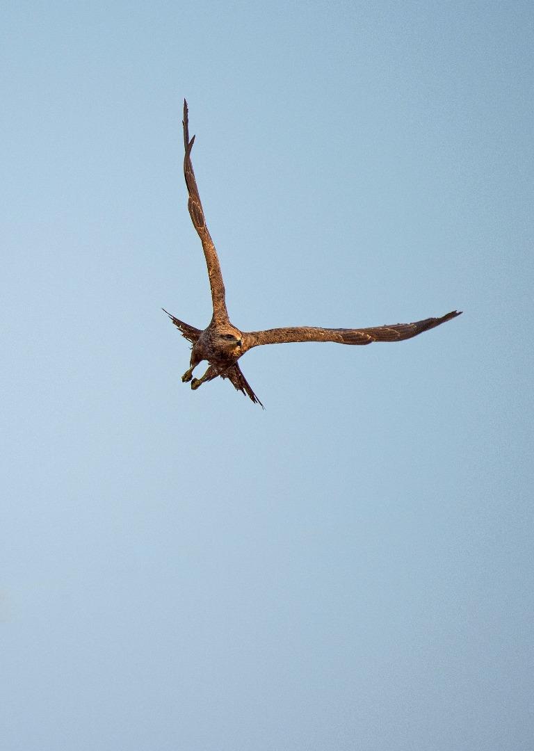 Eagle Kite 