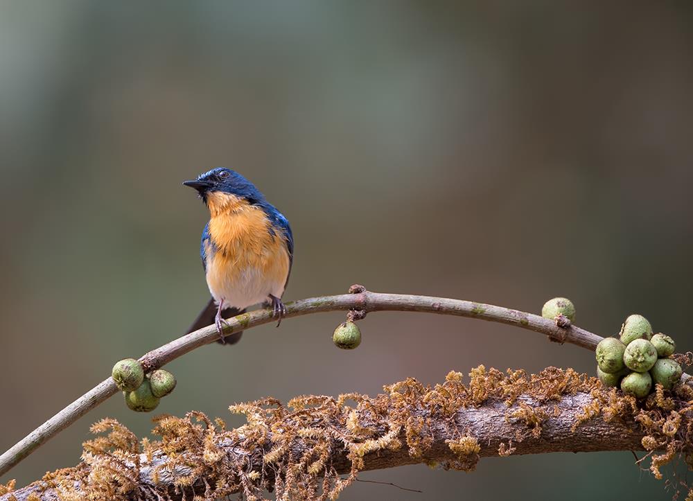 White Bellied Blue Flycatcher