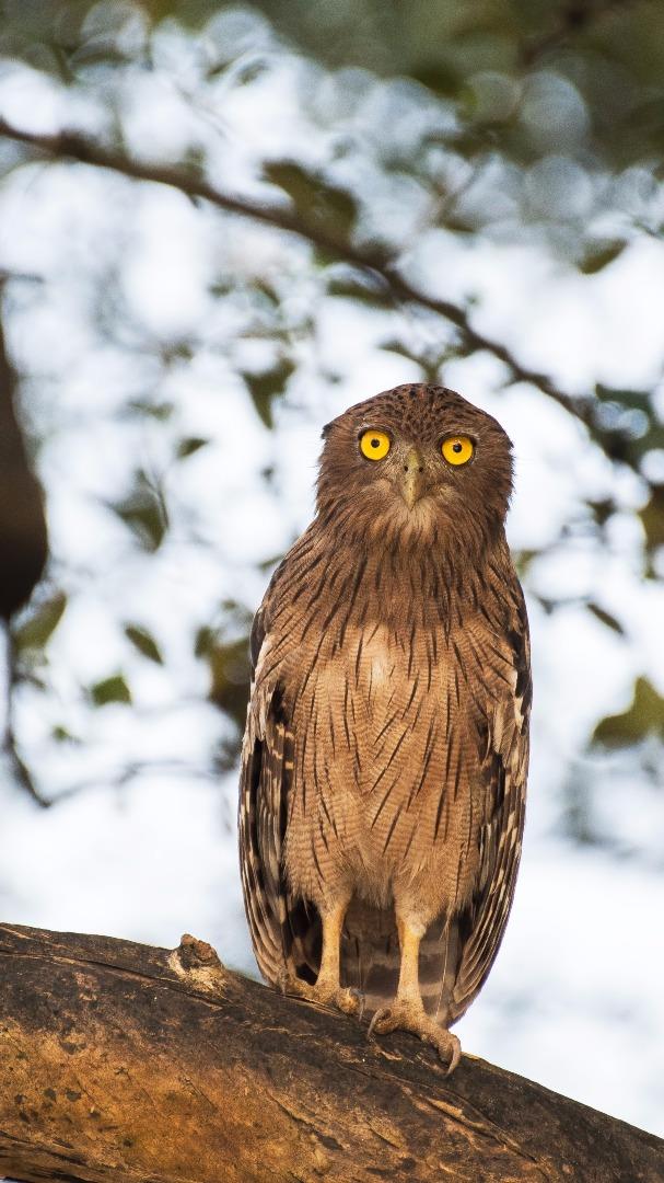 Brown Fish Owl