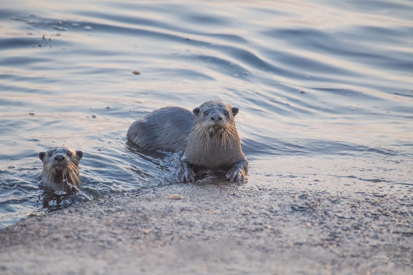 Otters