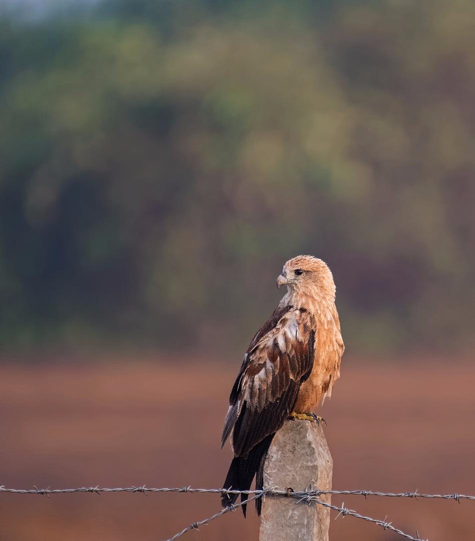 Brahmani Kite