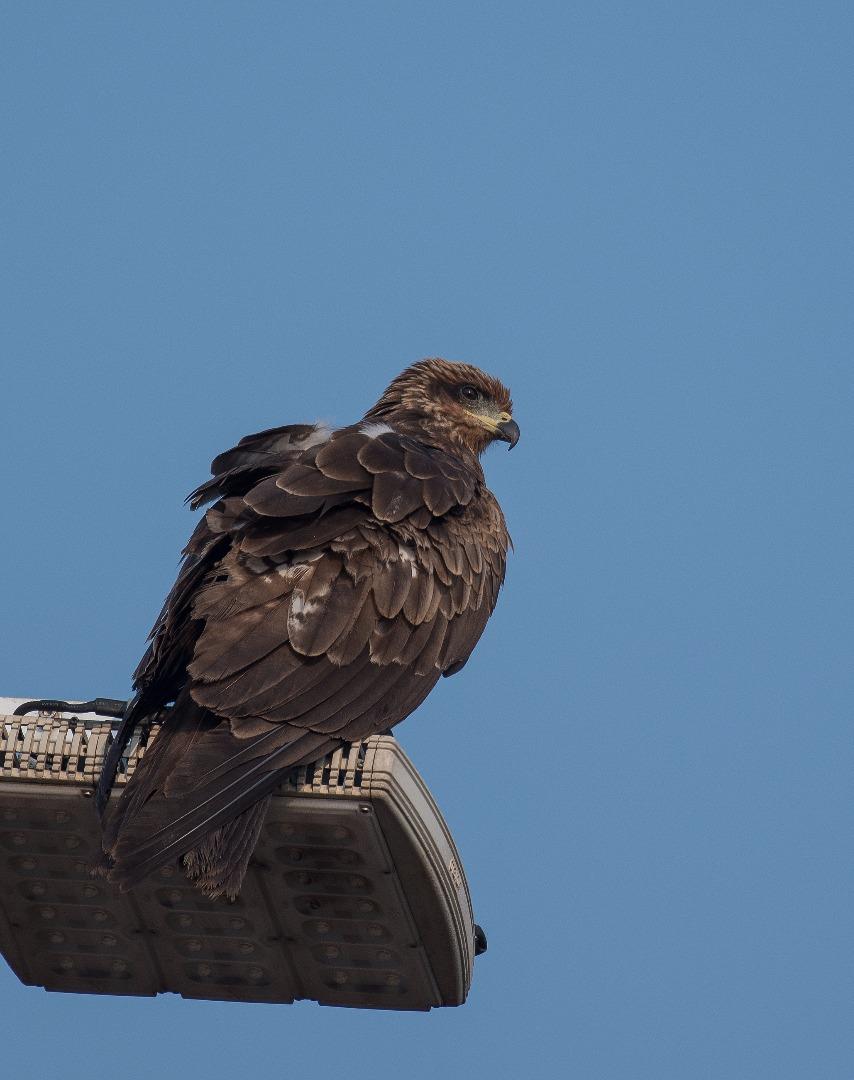 Eagle Kite 