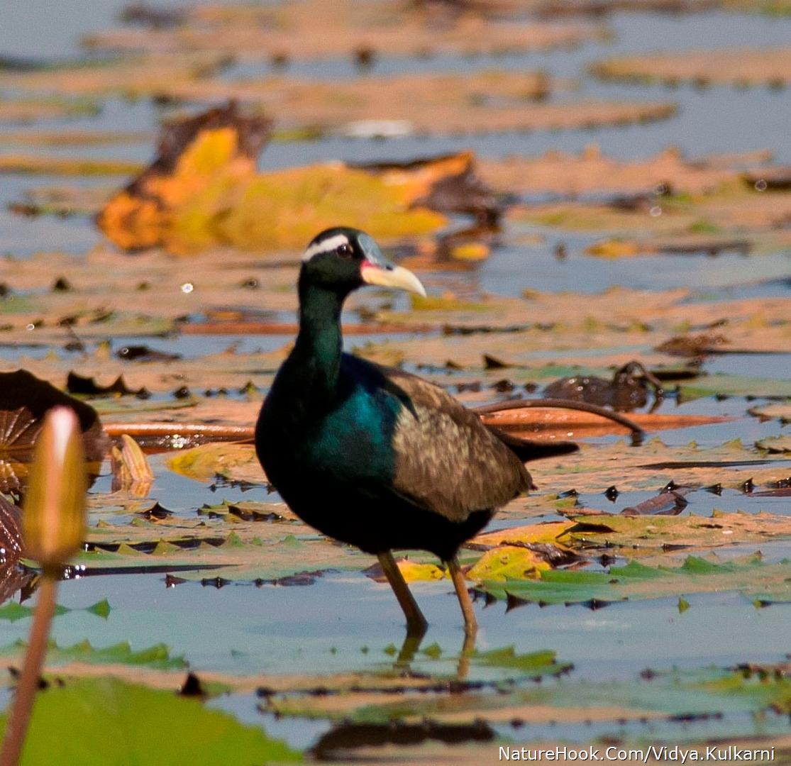 Bronze winged Jacana